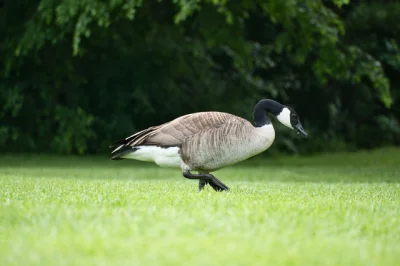 Wildlife