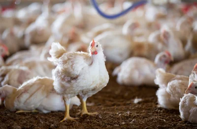 Broiler Model Barn