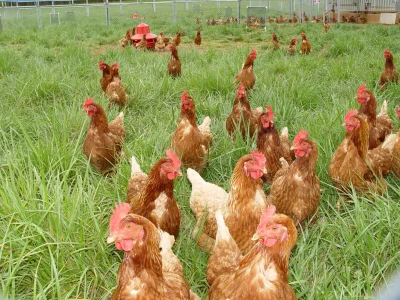 Hen Housing Model Barn