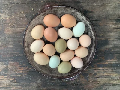Egg Display